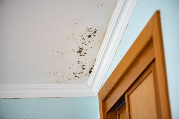 Best Certified Mold Removal  in Edmonton, KY