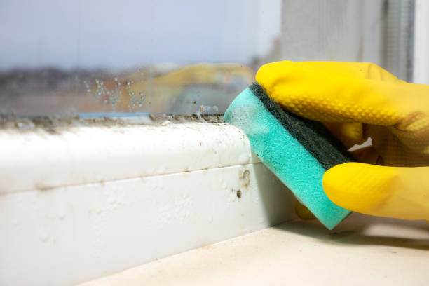Mold Removal and Inspection in Edmonton, KY