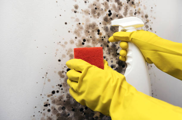 Best Toxic Mold Removal  in Edmonton, KY