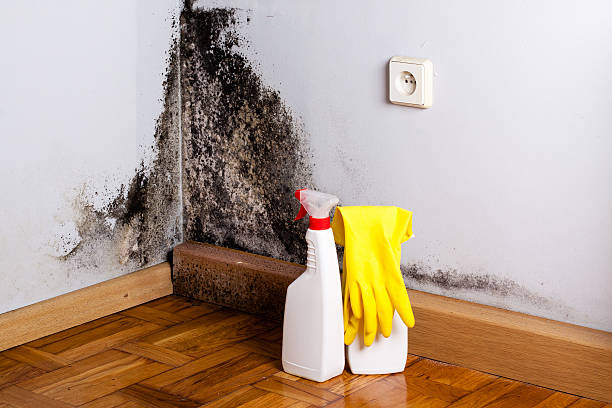 Best Attic Mold Removal  in Edmonton, KY